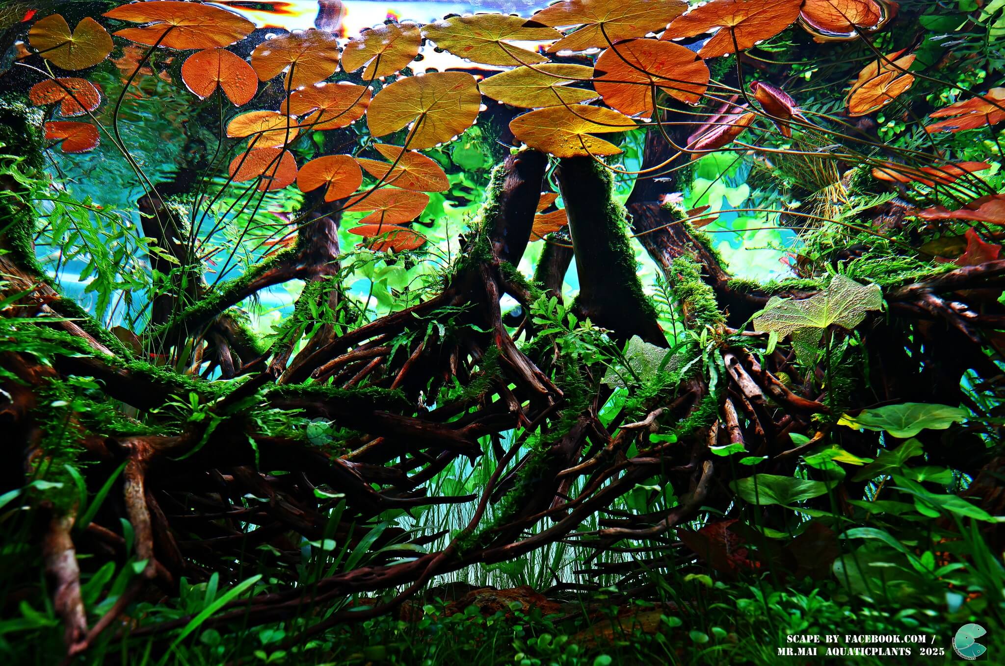 Aquascaping steps - Red Filter - IAPLC 2025 Winning Works - Nobphacha Yimyou / Thailand Aquascaping steps - Red Filter - IAPLC 2025 Winning Works - Nobphacha Yimyou / Thailand